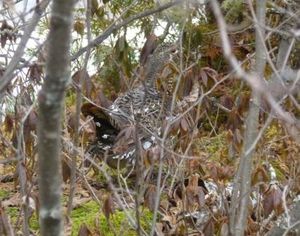 Spruce Grouse Female