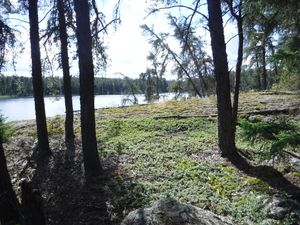 Beautiful hardly used campsite on Young Lake