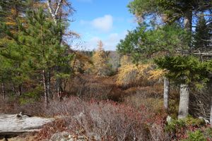 Near campsite #11