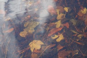 Leaves below water