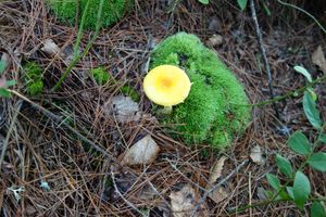 Mushroom and moss