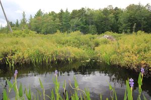 Rock Pond Outlet