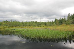 Rock Pond Outlet