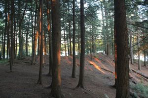 Trees at site #14