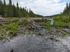 Beaver dam on Gboeq Creek