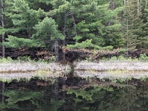 Trapped cottonwood fluff and dead limbs from spring 2022 flooding