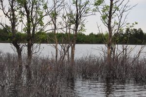 Submurged island, with ice-scraped trees