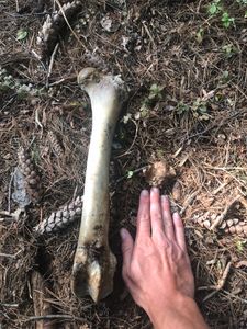 Millie found a femur bone