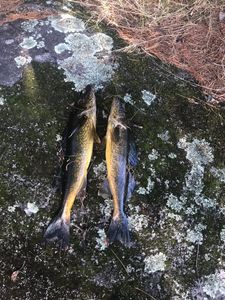 Walleye dinner