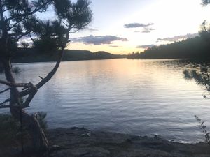 Jackpine at dusk