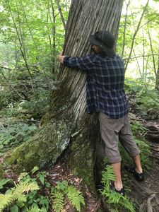 Cedar tree love
