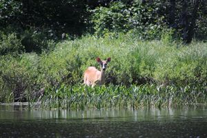 Deer eating on Horse River