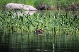 Beaver eating on Horse River