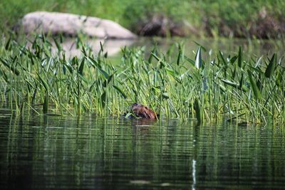 Beaver eating on Horse River