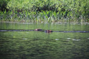 Two beavers on Horse River