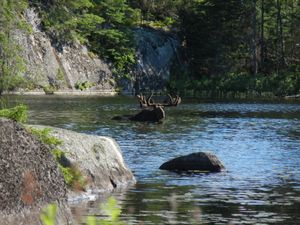 Bull Moose