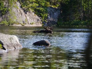 Bull Moose
