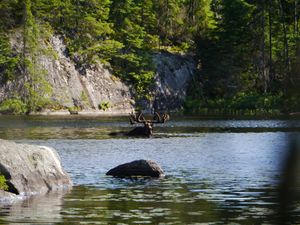 Bull Moose