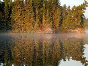 Loons on Calm Morning