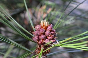CONE