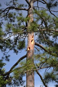 Brent woodpecker holes