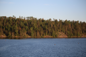 Sunken logs