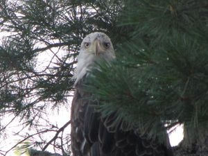 Freedom Pigeon at camp