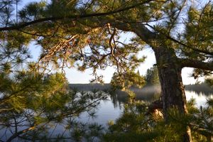 Wicksteed Pine