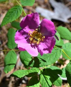 Gratton Rose