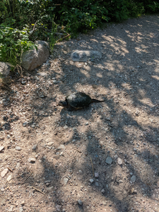 Snapper guarding the portage landing