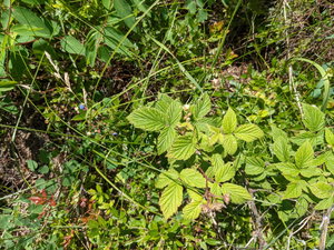 Blueberries and raspberry bush