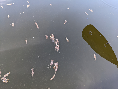 Strange floating bug/fish remains