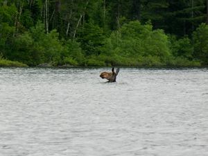 Cow Moose Crossing Bay