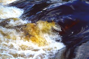 Curtain Falls swirl 2