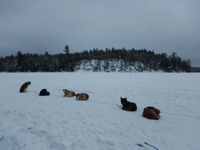 dogs resting