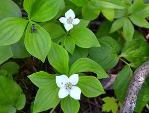 Flowers Elk Lake