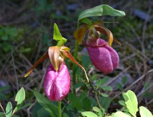 Gratton Lady Slipper