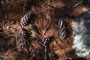 cones