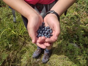 blueberries