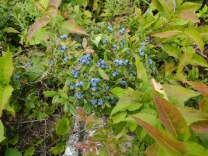 blueberries