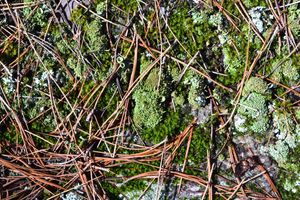 moss
