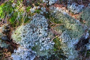 moss 2