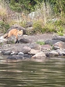 Fox_on_portage_trail.jpg