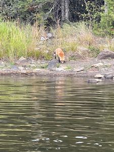 Fox_on_Portage_Trail1.jpg