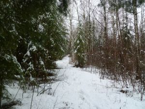 The Morning After Trail