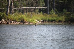 otters