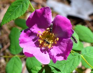 Gratton Rose