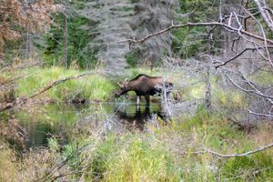 MOOSE