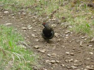 Spruce Grouse on Portage