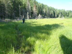 Crossing a meadow enroute to McAlpine Lake from the East